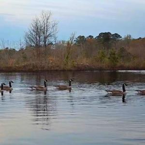 Photo #57 of Off of Durwood Evans Rd. , Beulaville, NC 174.7 acres