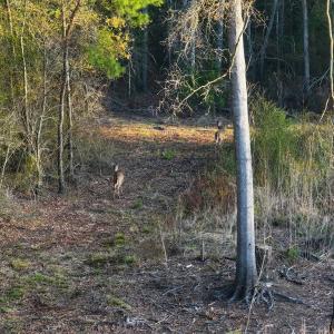 Photo #60 of Off of Durwood Evans Rd. , Beulaville, NC 174.7 acres