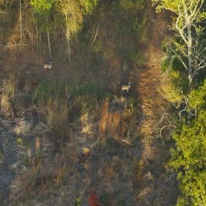 Photo #61 of Off of Durwood Evans Rd. , Beulaville, NC 174.7 acres