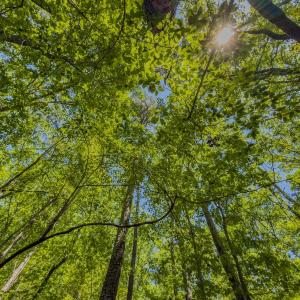 Photo #33 of Off Sunset Dr., Asheboro, NC 29.9 acres