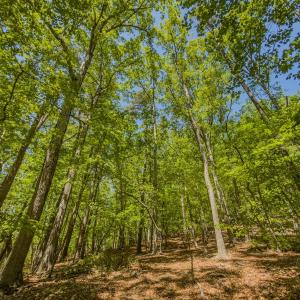 Photo #35 of Off Sunset Dr., Asheboro, NC 29.9 acres