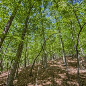 Photo #47 of Off Sunset Dr., Asheboro, NC 29.9 acres