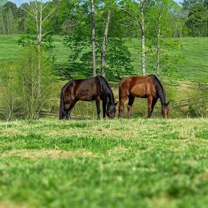 Photo #55 of 2727 Lower Moncure Rd, Sanford, NC 52.0 acres