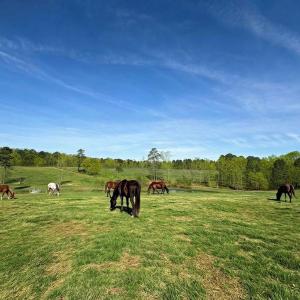 Photo #56 of 2727 Lower Moncure Rd, Sanford, NC 52.0 acres