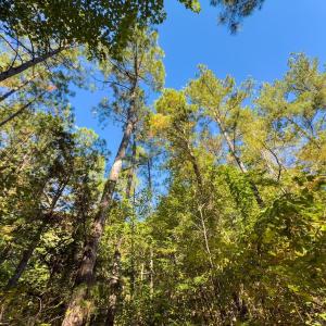 Photo #10 of Off of NC Hwy 731 E, Candor, NC 173.2 acres