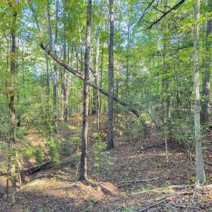Photo #11 of Off of NC Hwy 731 E, Candor, NC 173.2 acres