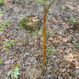 Photo #17 of Off of NC Hwy 731 E, Candor, NC 173.2 acres