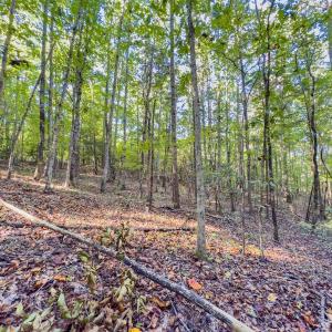 Photo #18 of Off of NC Hwy 731 E, Candor, NC 173.2 acres