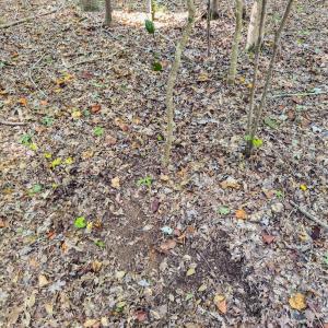 Photo #19 of Off of NC Hwy 731 E, Candor, NC 173.2 acres