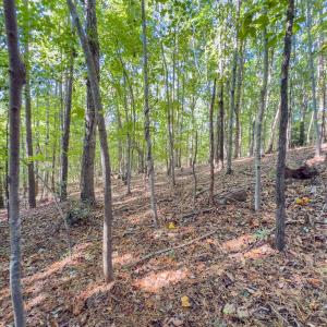 Photo #25 of Off of NC Hwy 731 E, Candor, NC 173.2 acres