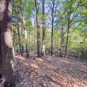 Photo #26 of Off of NC Hwy 731 E, Candor, NC 173.2 acres