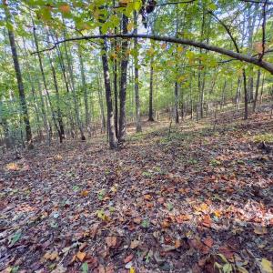 Photo #32 of Off of NC Hwy 731 E, Candor, NC 173.2 acres