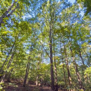 Photo #35 of Off of NC Hwy 731 E, Candor, NC 173.2 acres