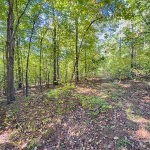 Photo #5 of Off of NC Hwy 731 E, Candor, NC 173.2 acres