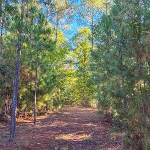 Photo #9 of Off of NC Hwy 731 E, Candor, NC 173.2 acres