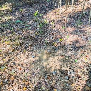 Photo #41 of Off of NC Hwy 731 E, Candor, NC 173.2 acres