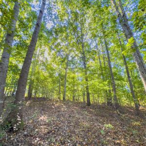 Photo #42 of Off of NC Hwy 731 E, Candor, NC 173.2 acres