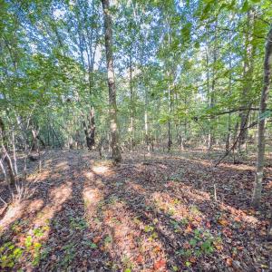 Photo #46 of Off of NC Hwy 731 E, Candor, NC 173.2 acres