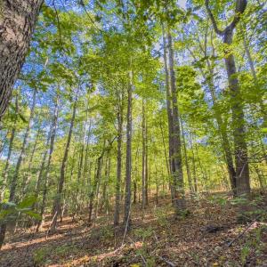 Photo #47 of Off of NC Hwy 731 E, Candor, NC 173.2 acres