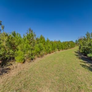 Photo #48 of Off of NC Hwy 731 E, Candor, NC 173.2 acres