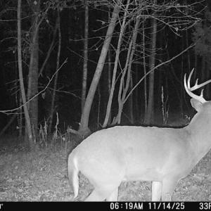 Photo #16 of Off of Wagon Trail Rd , Monroe, VA 9.2 acres