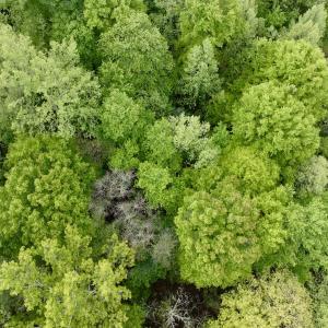 Photo #27 of Off of Wagon Trail Rd , Monroe, VA 9.2 acres