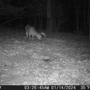 Photo #30 of Off of Wagon Trail Rd , Monroe, VA 9.2 acres