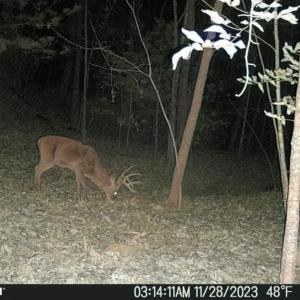 Photo #36 of Off of Wagon Trail Rd , Monroe, VA 9.2 acres