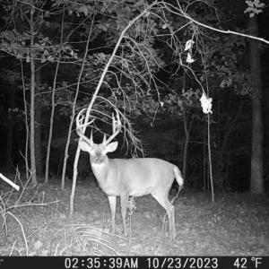 Photo #37 of Off of Wagon Trail Rd , Monroe, VA 9.2 acres