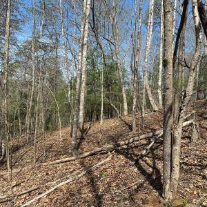 Photo #39 of Off of Wagon Trail Rd , Monroe, VA 9.2 acres