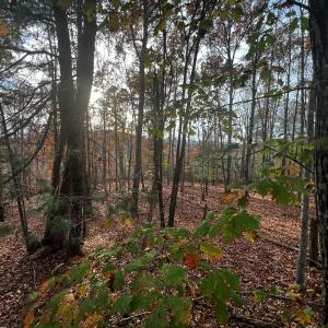 Photo #38 of Off of Wagon Trail Rd , Monroe, VA 9.2 acres
