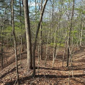 Photo #44 of Off of Wagon Trail Rd , Monroe, VA 9.2 acres