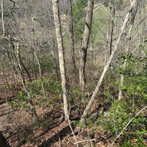 Photo #59 of Off of Wagon Trail Rd , Monroe, VA 9.2 acres