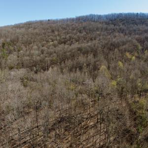 Photo #18 of 1297 Dry Creek Road, Blackwater, VA 50.5 acres