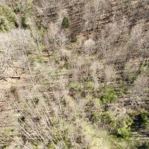 Photo #19 of 1297 Dry Creek Road, Blackwater, VA 50.5 acres