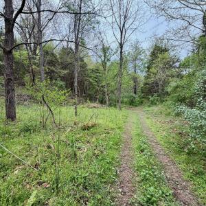 Photo #24 of 1297 Dry Creek Road, Blackwater, VA 50.5 acres