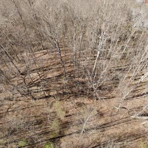 Photo #37 of 1297 Dry Creek Road, Blackwater, VA 50.5 acres