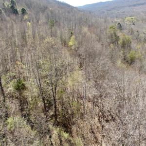Photo #38 of 1297 Dry Creek Road, Blackwater, VA 50.5 acres