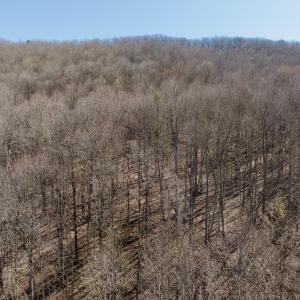 Photo #39 of 1297 Dry Creek Road, Blackwater, VA 50.5 acres