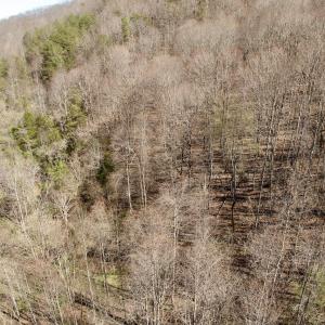 Photo #40 of 1297 Dry Creek Road, Blackwater, VA 50.5 acres