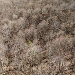 Photo #41 of 1297 Dry Creek Road, Blackwater, VA 50.5 acres