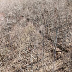 Photo #42 of 1297 Dry Creek Road, Blackwater, VA 50.5 acres