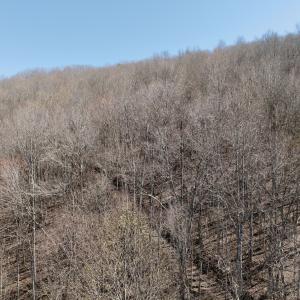 Photo #43 of 1297 Dry Creek Road, Blackwater, VA 50.5 acres