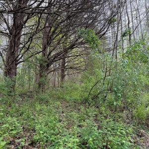 Photo #59 of 1297 Dry Creek Road, Blackwater, VA 50.5 acres