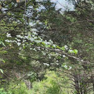 Photo #61 of 1297 Dry Creek Road, Blackwater, VA 50.5 acres