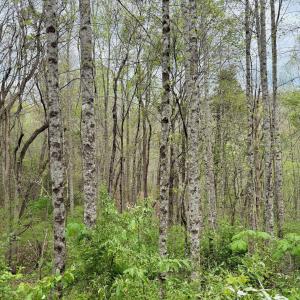 Photo #63 of 1297 Dry Creek Road, Blackwater, VA 50.5 acres