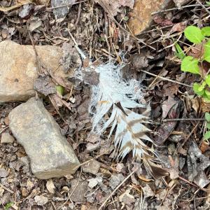 Photo #64 of 1297 Dry Creek Road, Blackwater, VA 50.5 acres