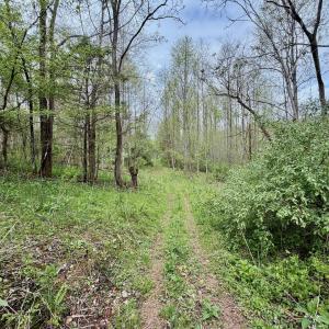Photo #67 of 1297 Dry Creek Road, Blackwater, VA 50.5 acres