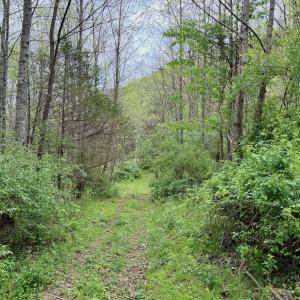 Photo #72 of 1297 Dry Creek Road, Blackwater, VA 50.5 acres