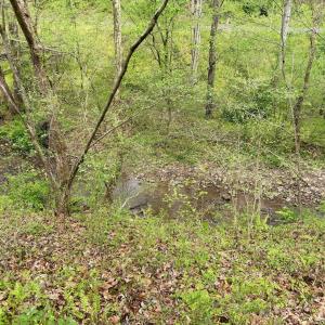 Photo #73 of 1297 Dry Creek Road, Blackwater, VA 50.5 acres